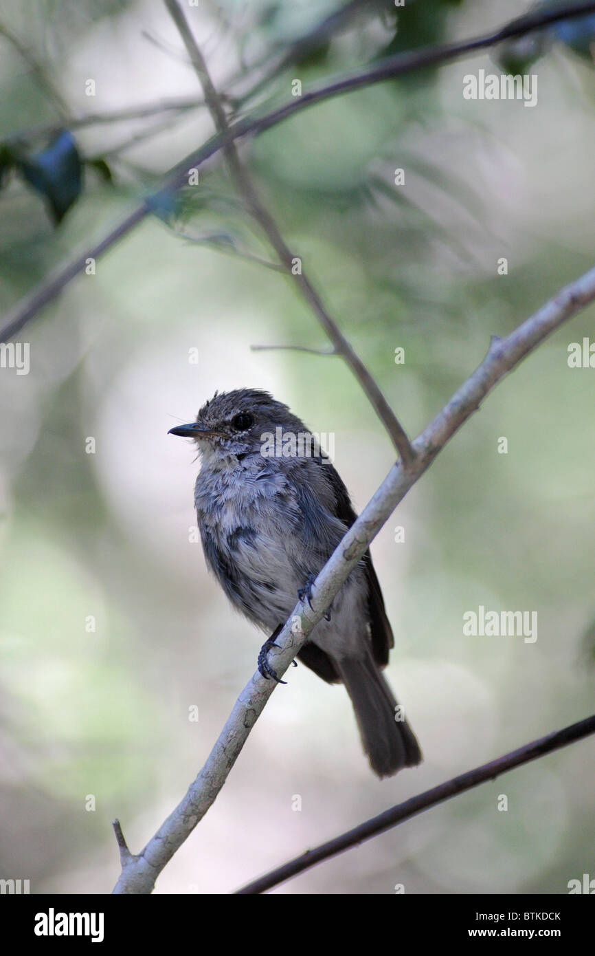 Kleiner Brauner Vogel Stockfotos und -bilder Kaufen - Alamy