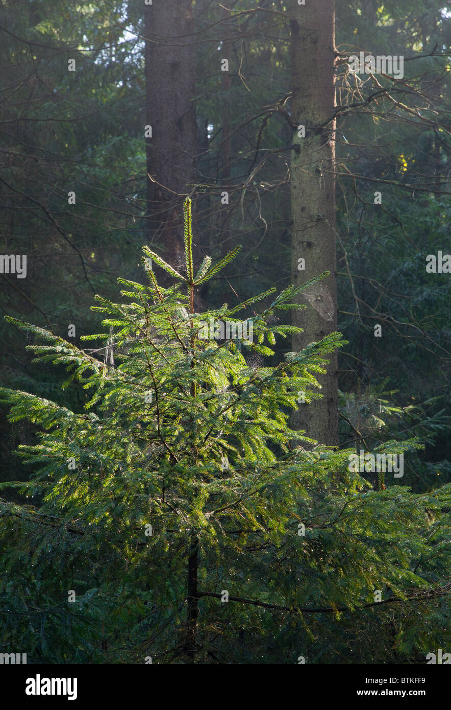 Junge Fichte Picea Abies von Morgensonne vor einem dunklen Hintergrund beleuchtet Stockfoto