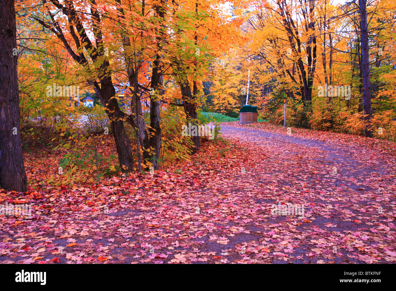 Herbstlaub in einem späten Nachmittag im Algonquin provincial Park, Kanada Stockfoto