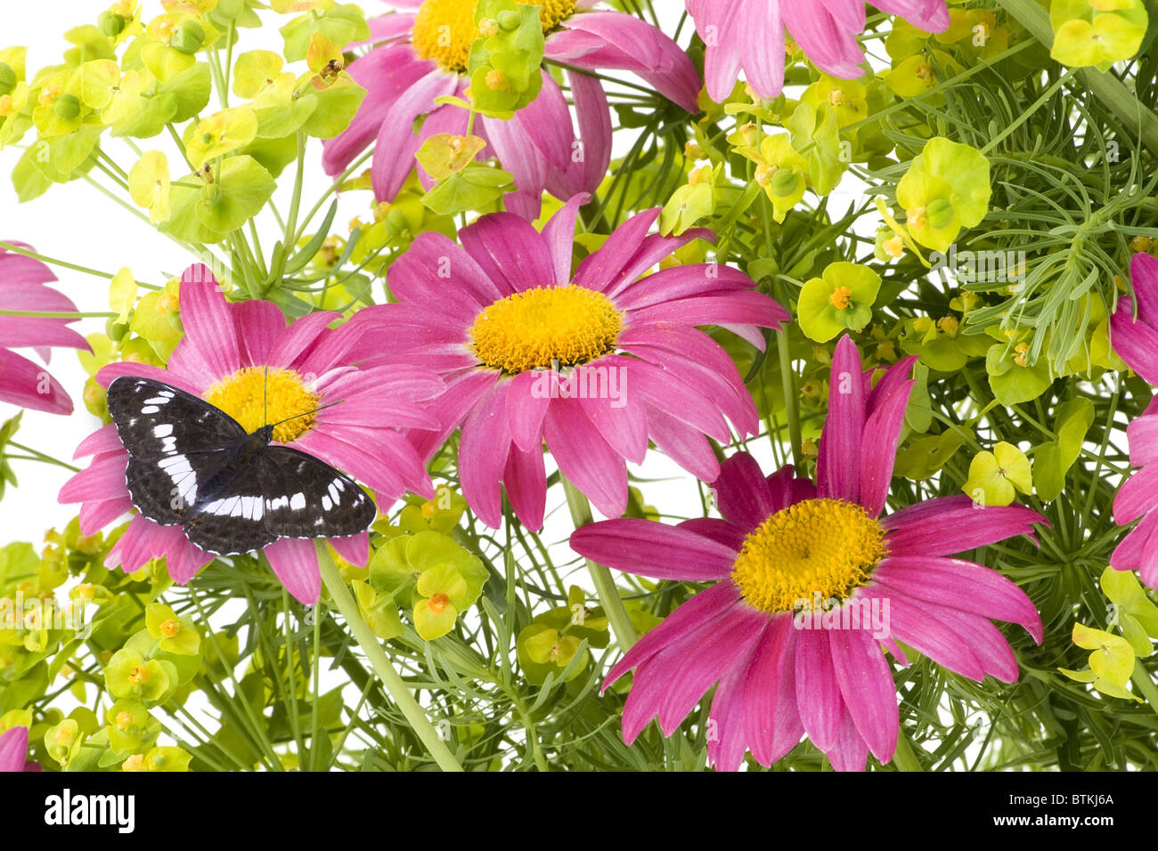 Rosa Kamillen und schwarze Schmetterling collage Stockfoto