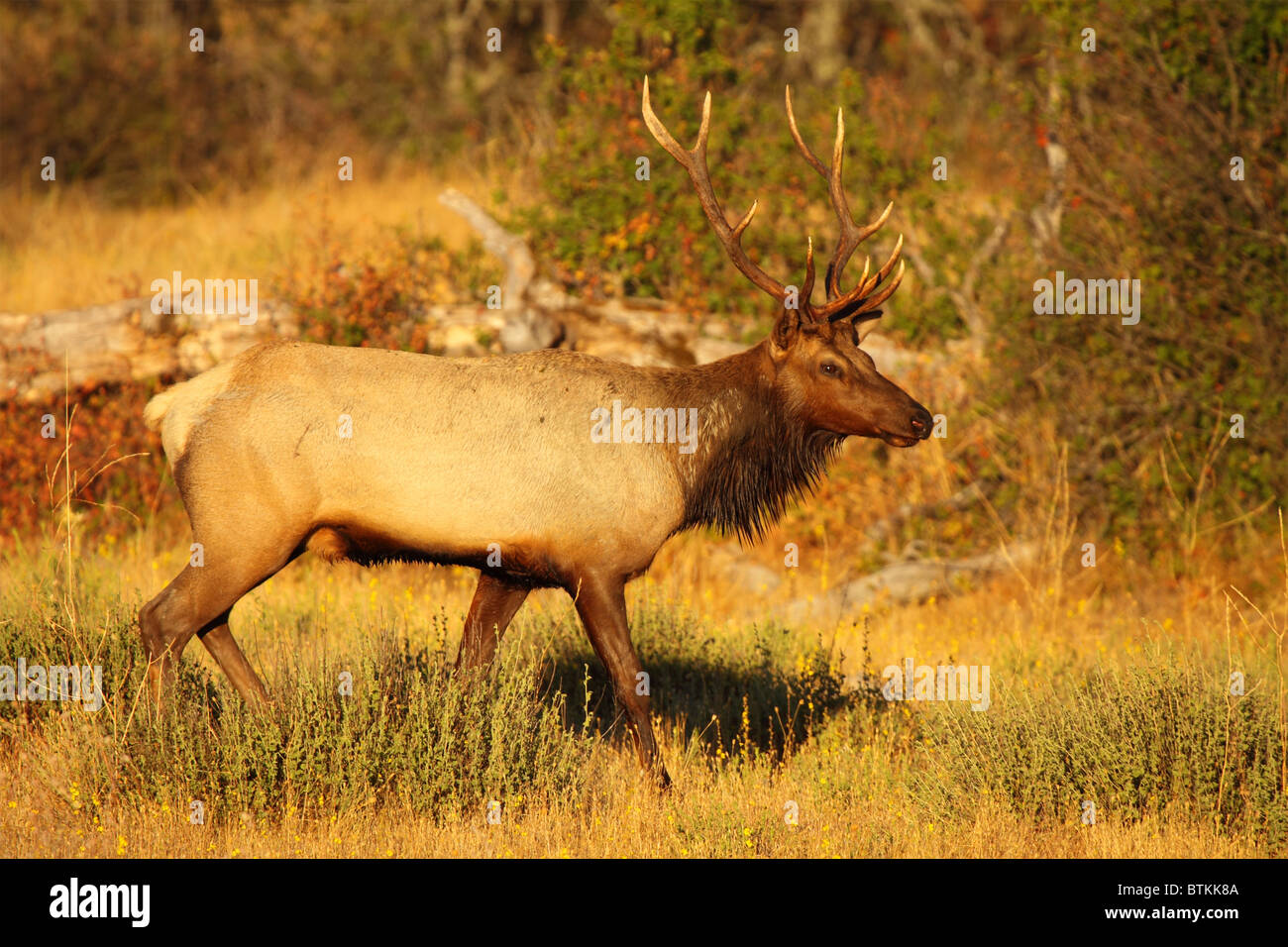 Ein Tule Elk ein Herbst Hintergrund. Stockfoto