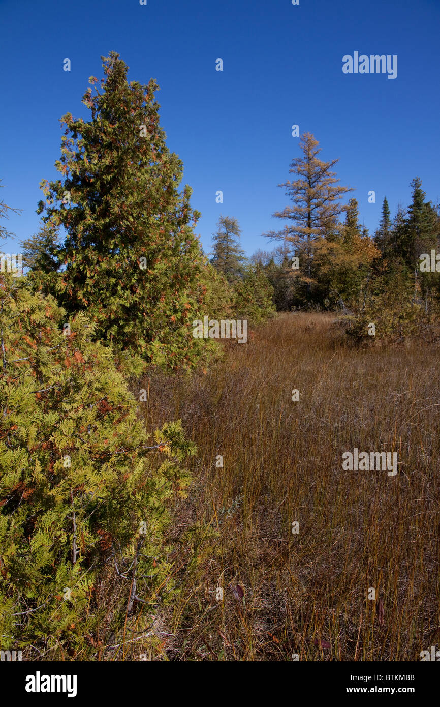 Strand-Moor entlang der Küste des Lake Huron Michigan weiße Zeder Thuja Occidentalis & Tamarack Bäume Larix Laricina USA Stockfoto