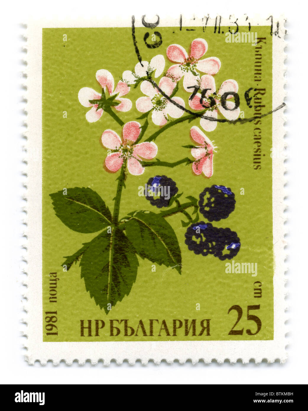 Bulgarien - ca. 1981: Eine Briefmarke gedruckt in Bulgarien zeigt Bild der Rubus Caesius Blume, ca. 1981. Stockfoto