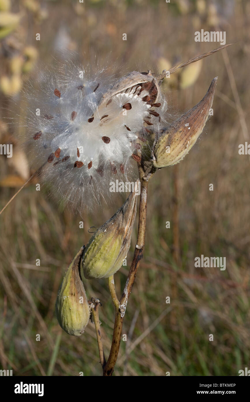 Gemeinsamen Seidenpflanze Samen wird vom Pod zerstreut durch Wind Asclepias  Syriaca im Osten der USA Stockfotografie - Alamy