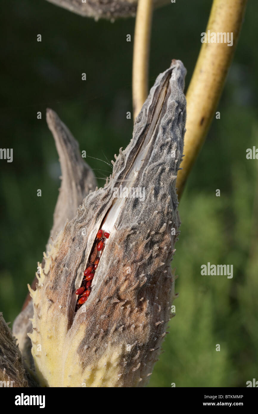 Gemeinsamen Milkweed Seed Pod Asclepias Syriaca mit großen Wolfsmilch Bugs Oncopeltus Fasciatus E USA Stockfoto