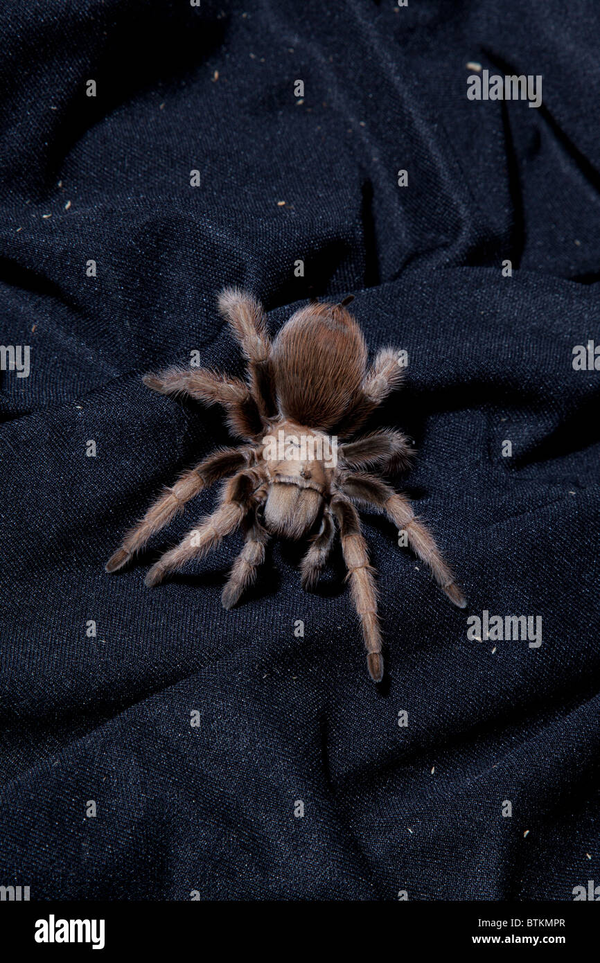 Captive Texas Tan Vogelspinne Stockfoto