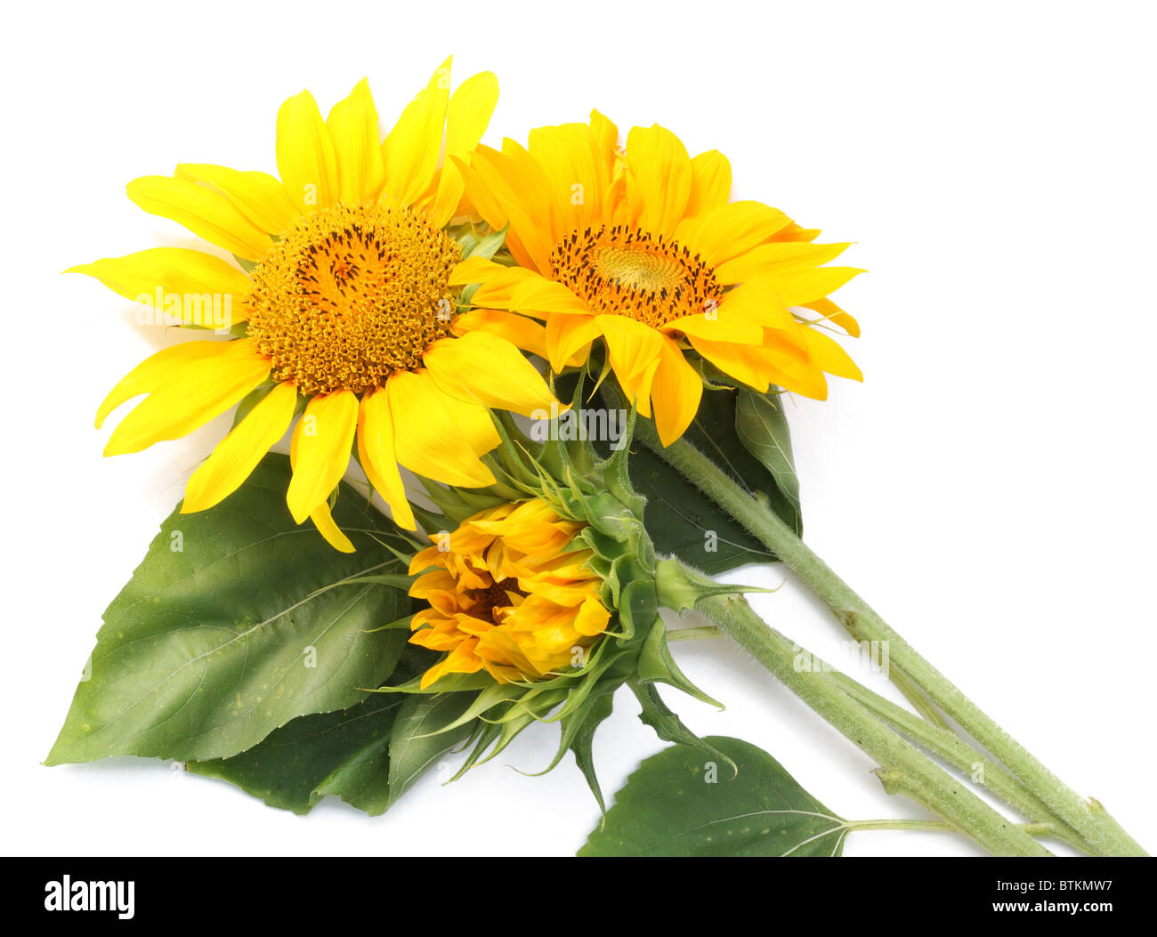 Drei Sonnenblumen auf einem weißen Tisch Stockfoto