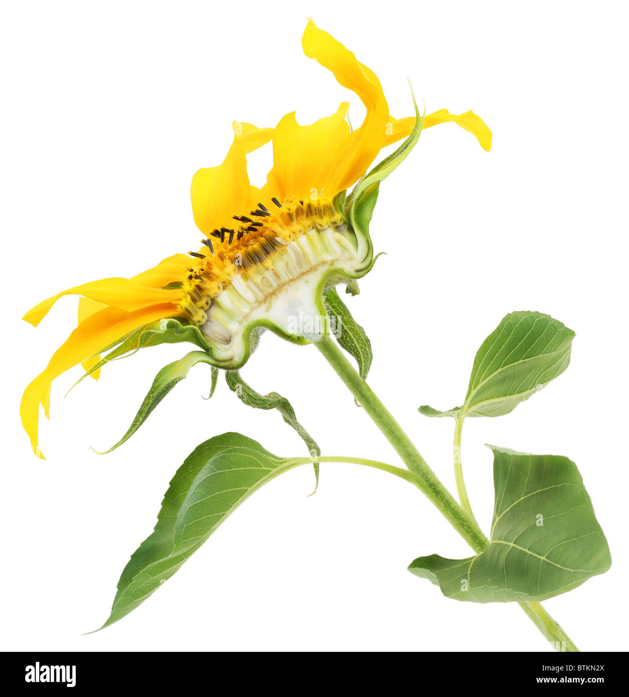 Die Sonnenblume geschnitten halb und halb Stockfoto