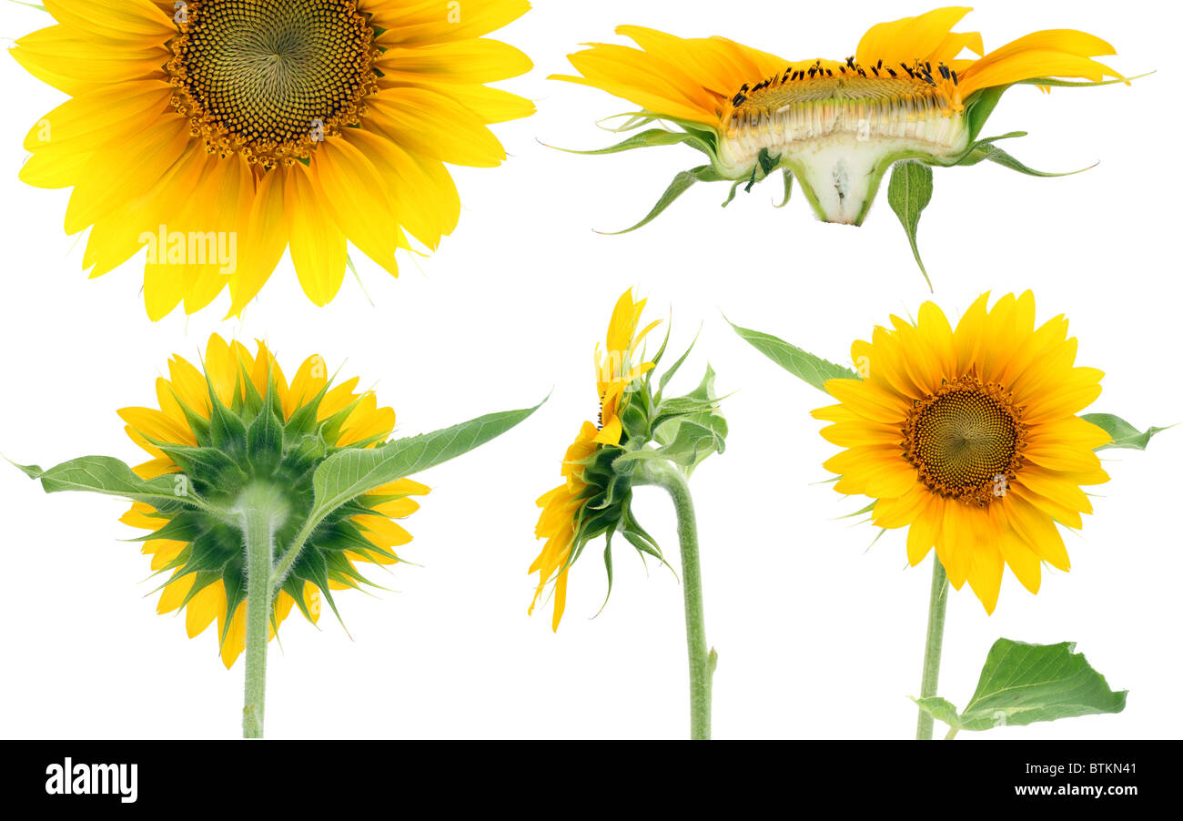 Fünf Prognosen der Sonnenblume Stockfoto