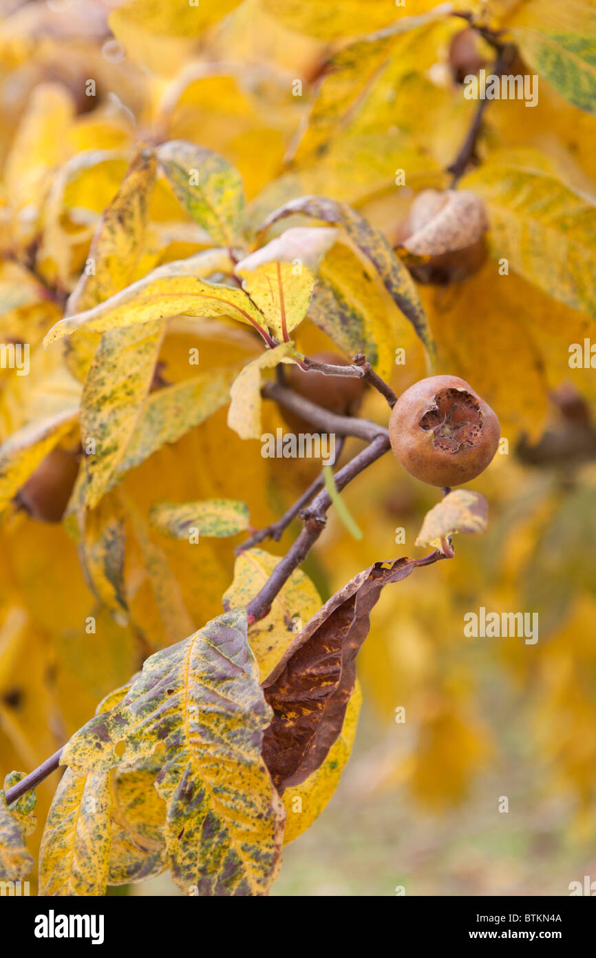 Gemeine Medlar-Frucht (Mespilus germanica) im Herbst in Großbritannien Stockfoto