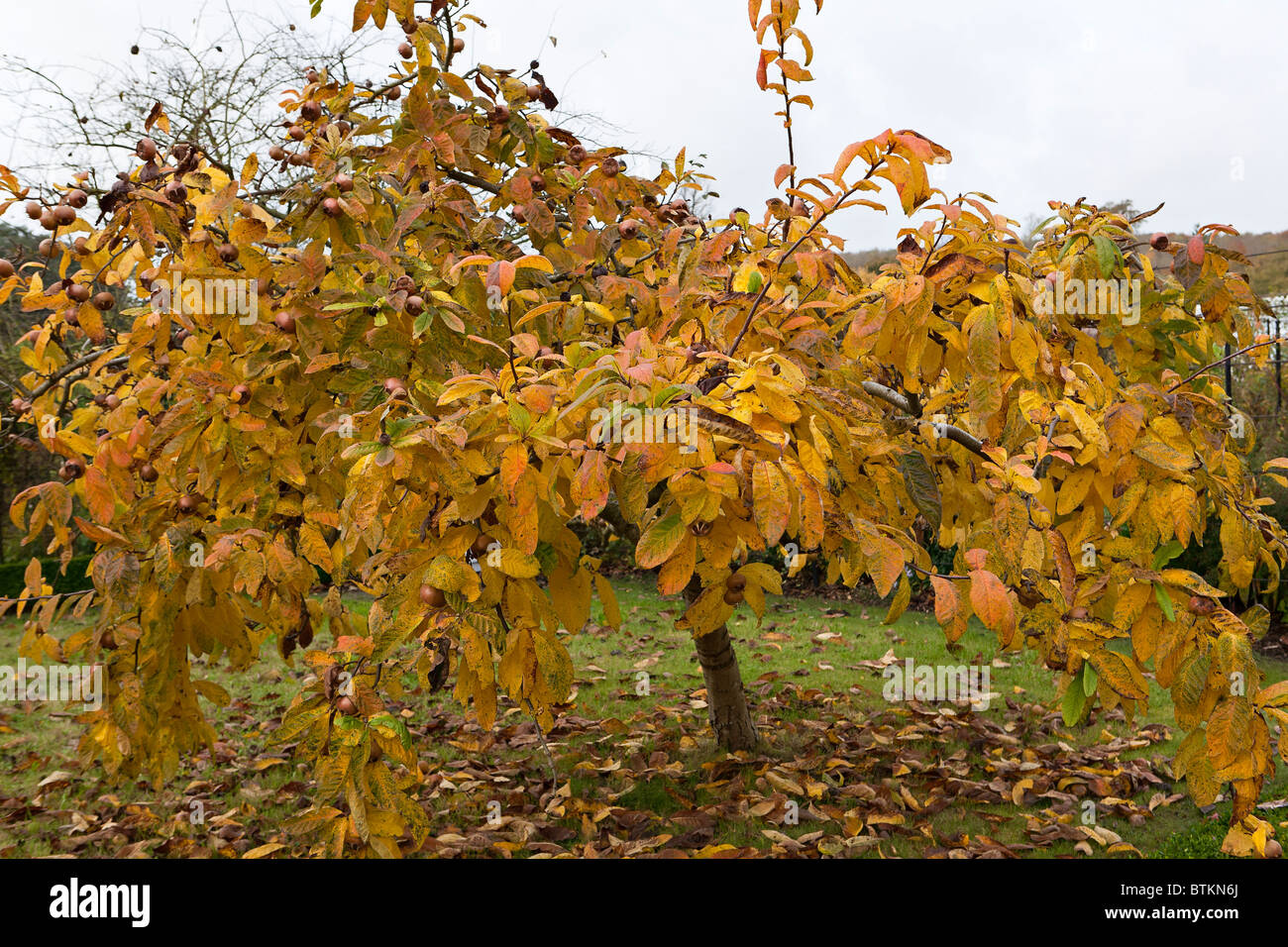 Gemeiner Medlarbaum (Mespilus germanica) im Herbst. Stockfoto