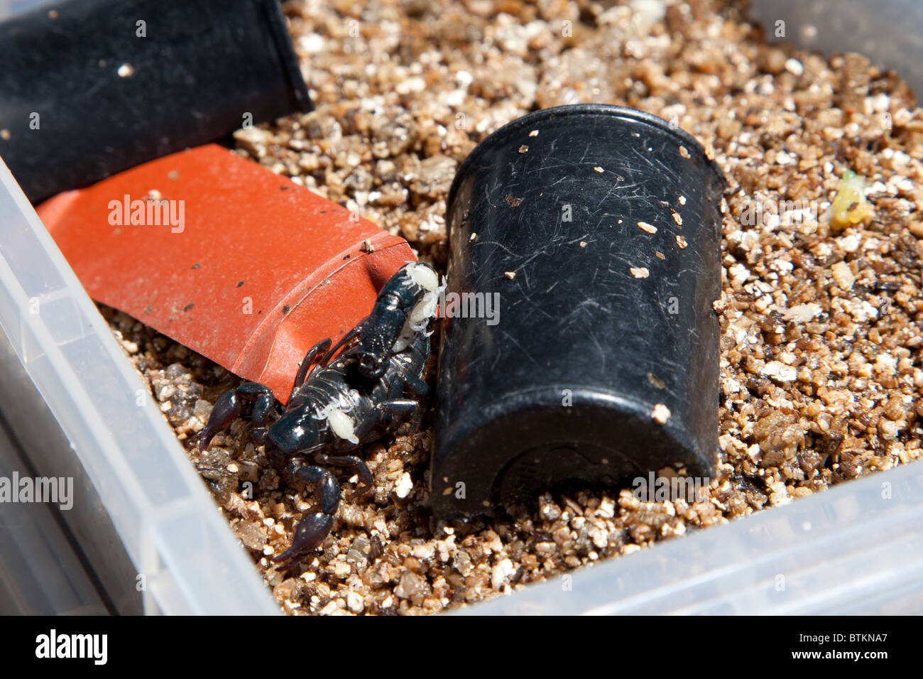 Captive Atacama red Scorpion mit jungen Stockfoto