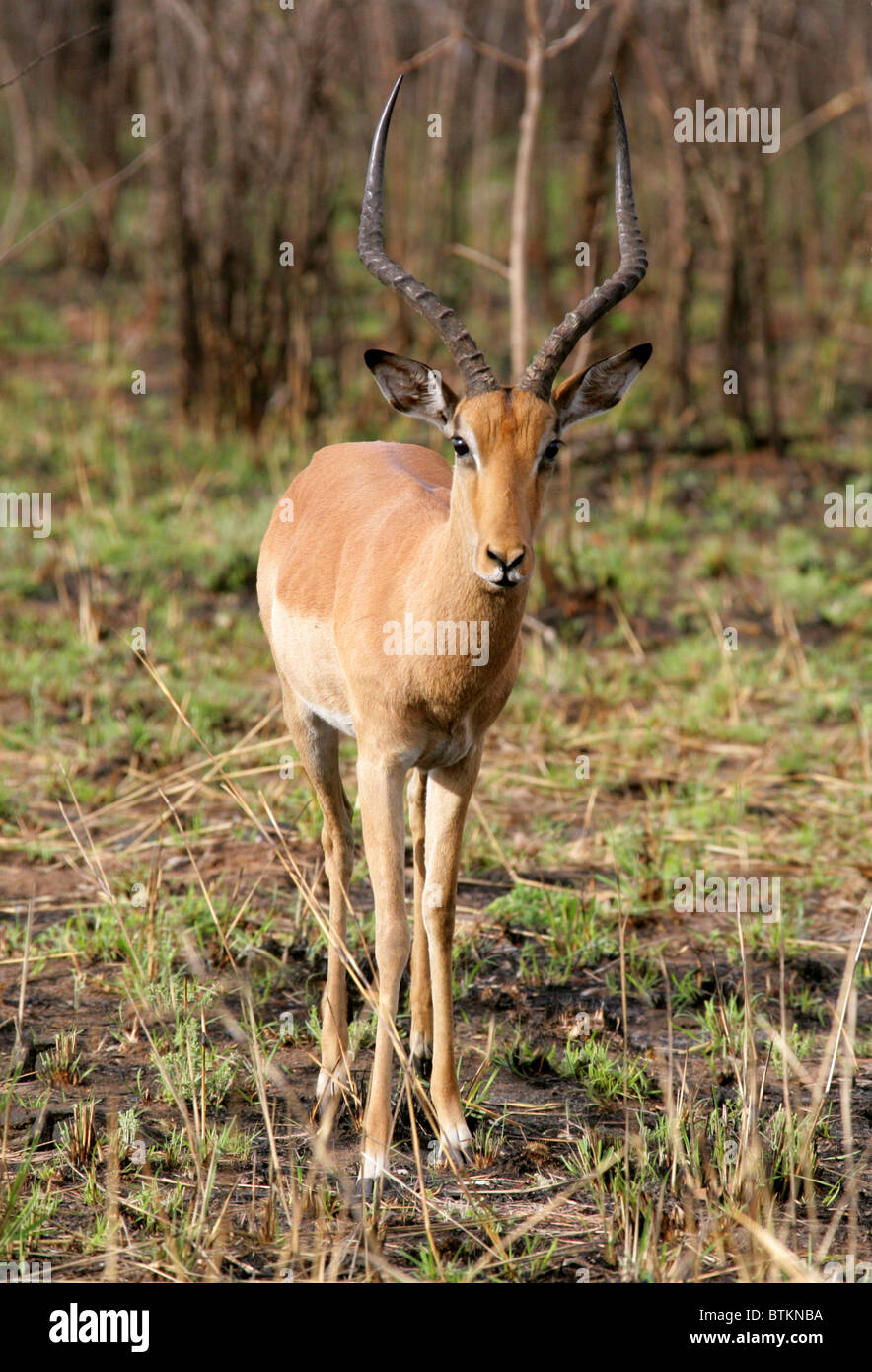 Männlichen Impala, Aepyceros Melampus, Horntiere. Kruger National Park, Südafrika. Stockfoto