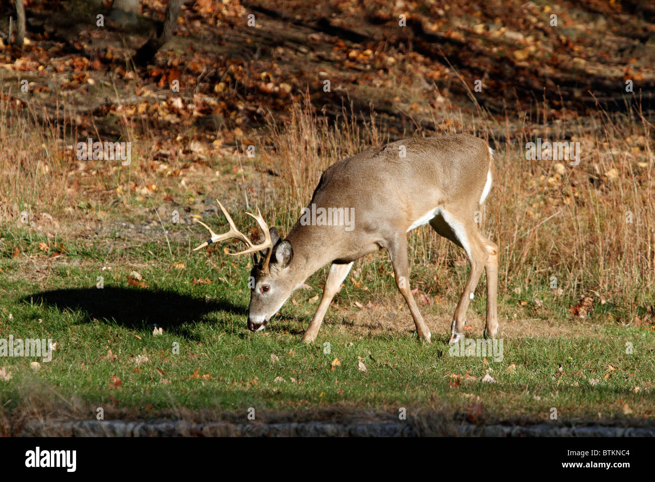 Weiß - angebundene Rotwild Buck, Odeous Virginianus, am Rande eines Waldes im Herbst. Stockfoto