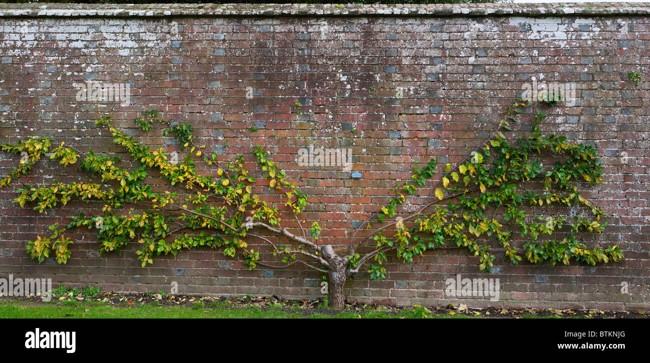 Ventilator ausgebildete Prunus domestica, Golden Drop Pflaume Coe gegen alte Red brick wall Stockfoto