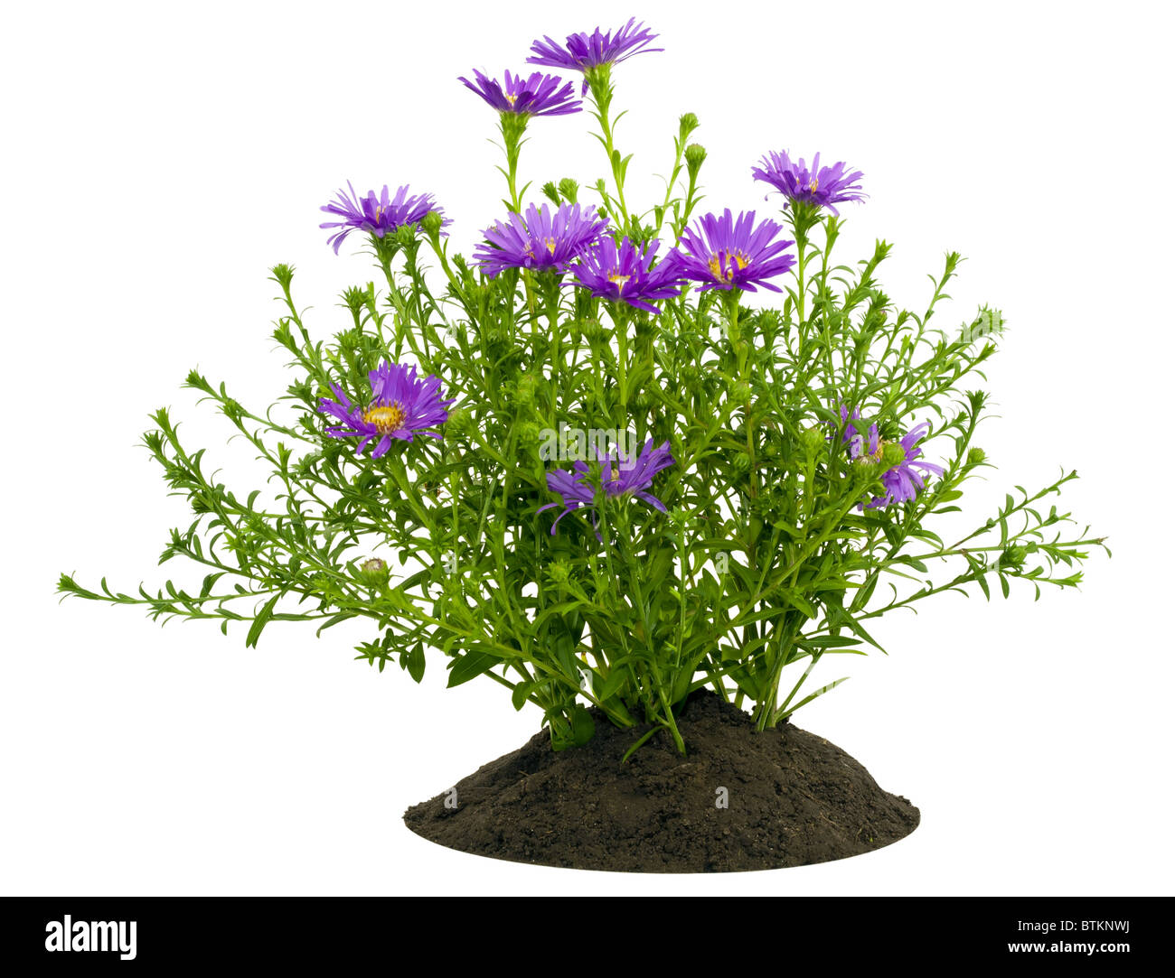 Kleiner Strauch der violetten Chrysanthemen auf einem Bett Stockfoto