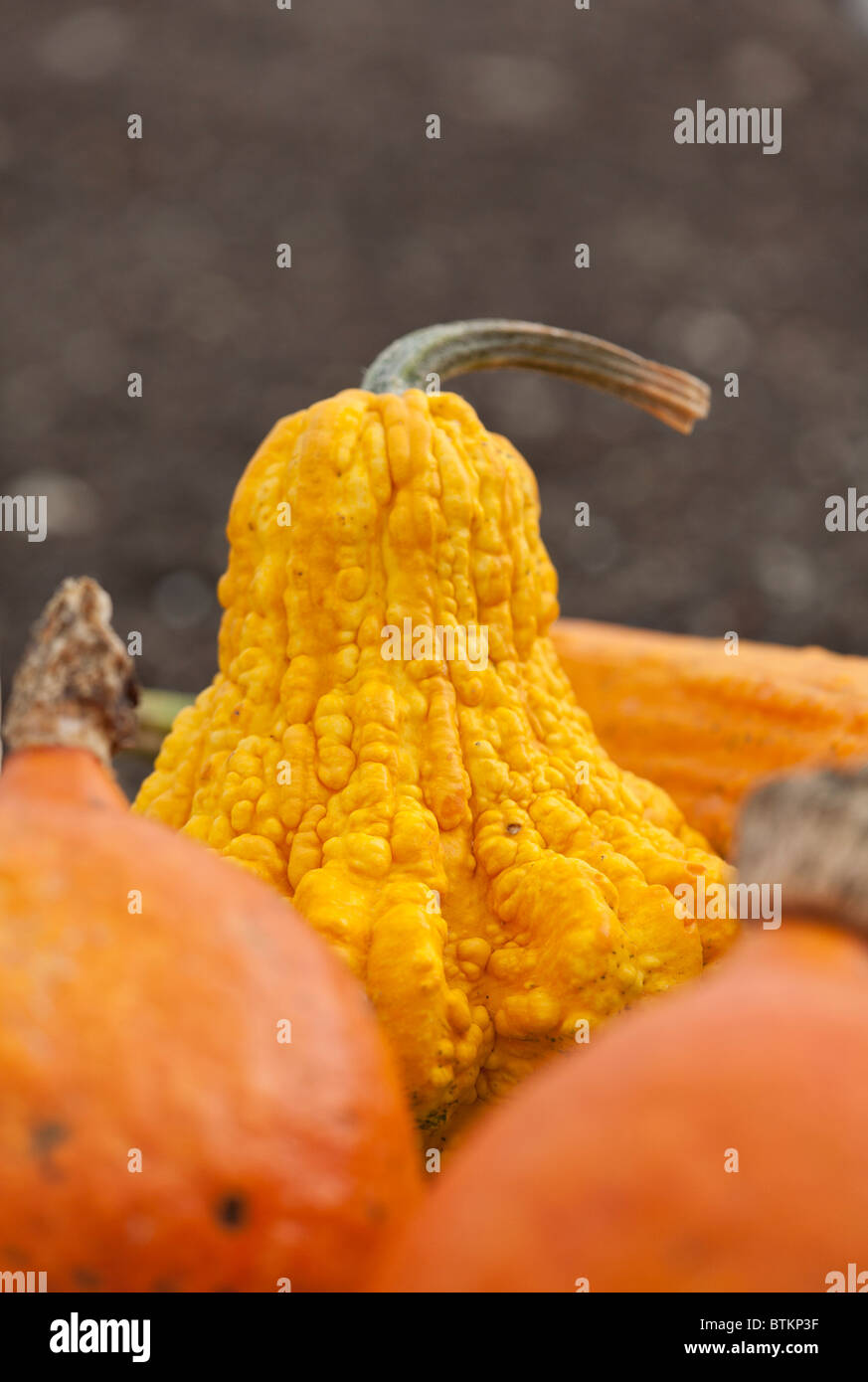 Ein Kürbis (Cucurbita pepo Kobolden) Stockfoto