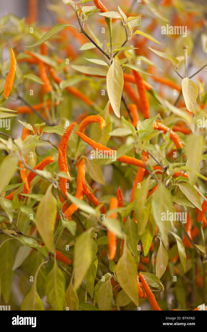 Orange Thai Chili Peppers wächst im Gewächshaus in Großbritannien Stockfoto