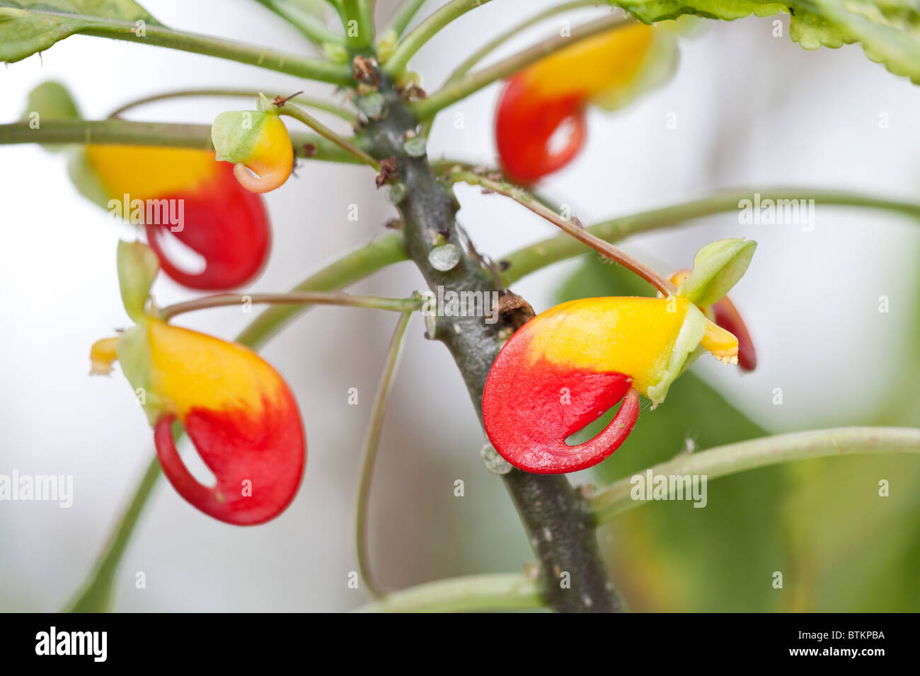 Nahaufnahme der "Krallen" der Papageienpflanze (Impatiens niamniamensis) "Golden Cockatoo" Stockfoto