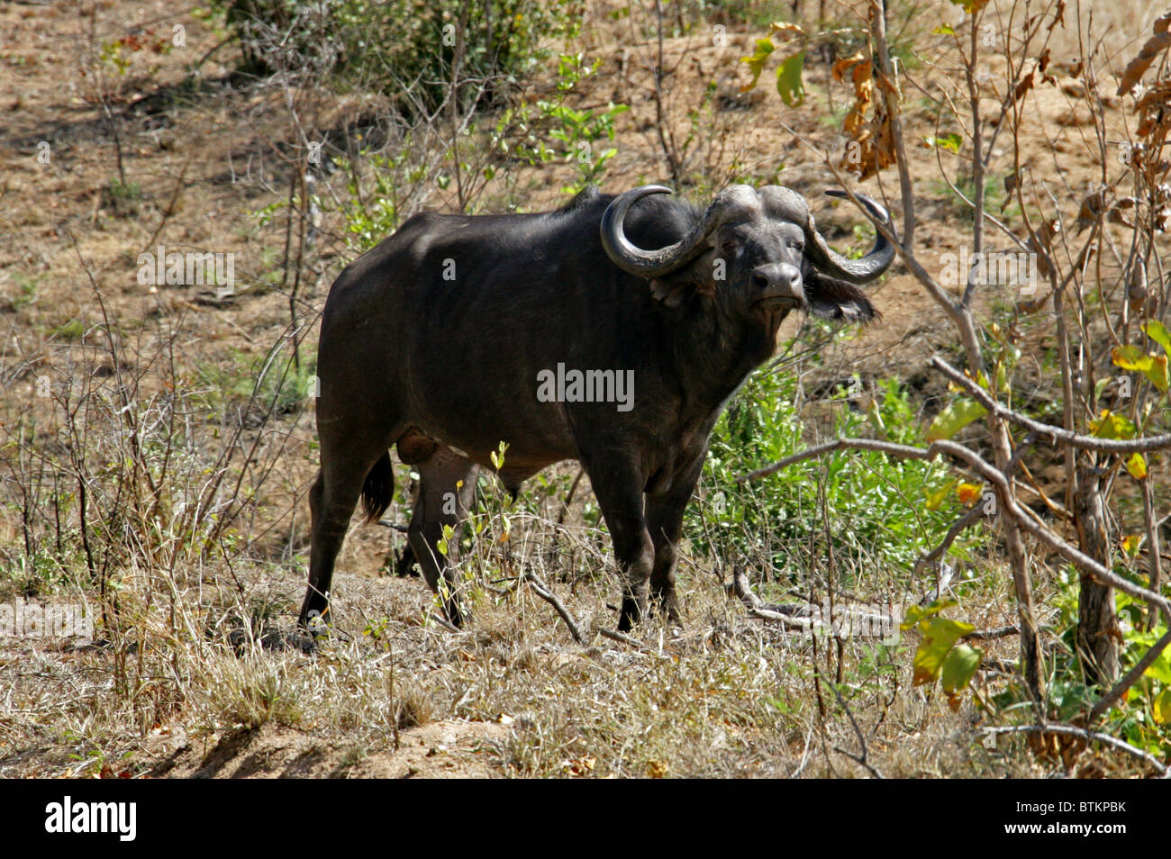 Kaffernbüffel Syncerus Caffer, Horntiere. Kruger National Park, Südafrika Stockfoto
