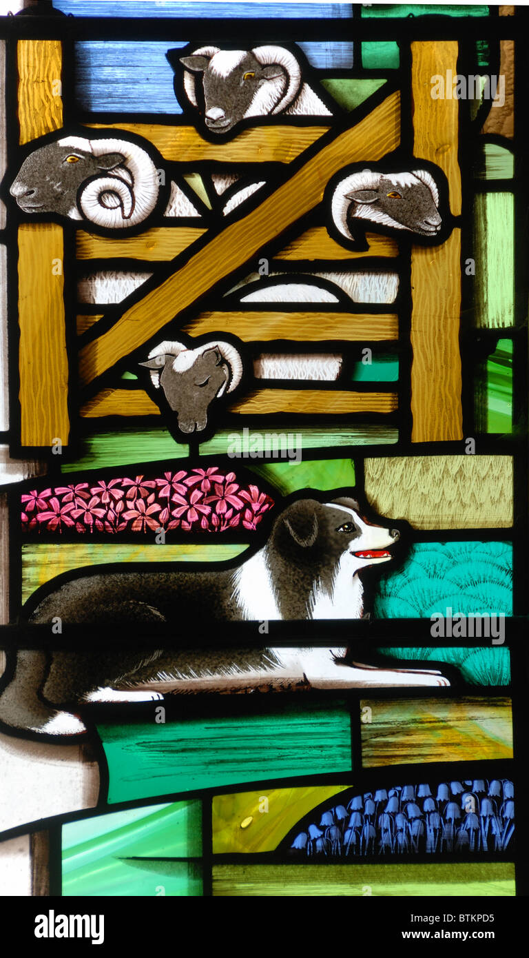 Moderne englische Glasfenster in Yorkshire Kirche, England, Darstellung Schäferhund und Schafe Stockfoto