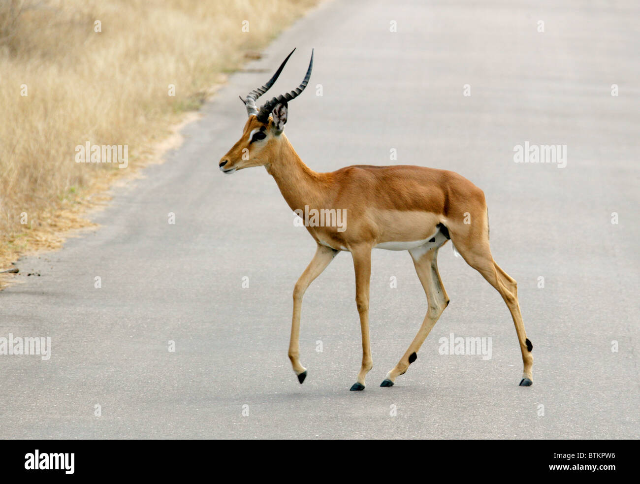 Männlichen Impala, Aepyceros Melampus, Horntiere. Kruger National Park, Südafrika. Stockfoto