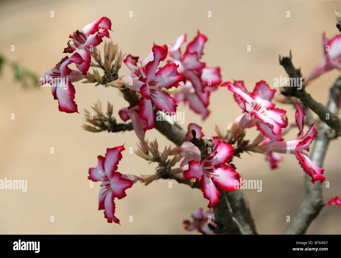 Impala lily adenium multiflorum apocynaceae Fotos und Bildmaterial in