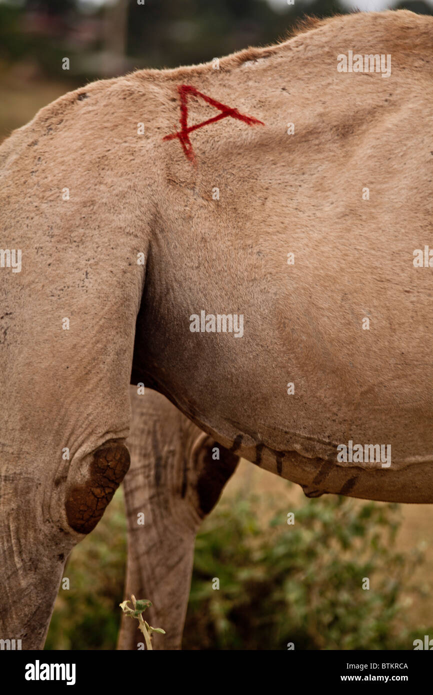 Detail von Marken camel Stockfoto