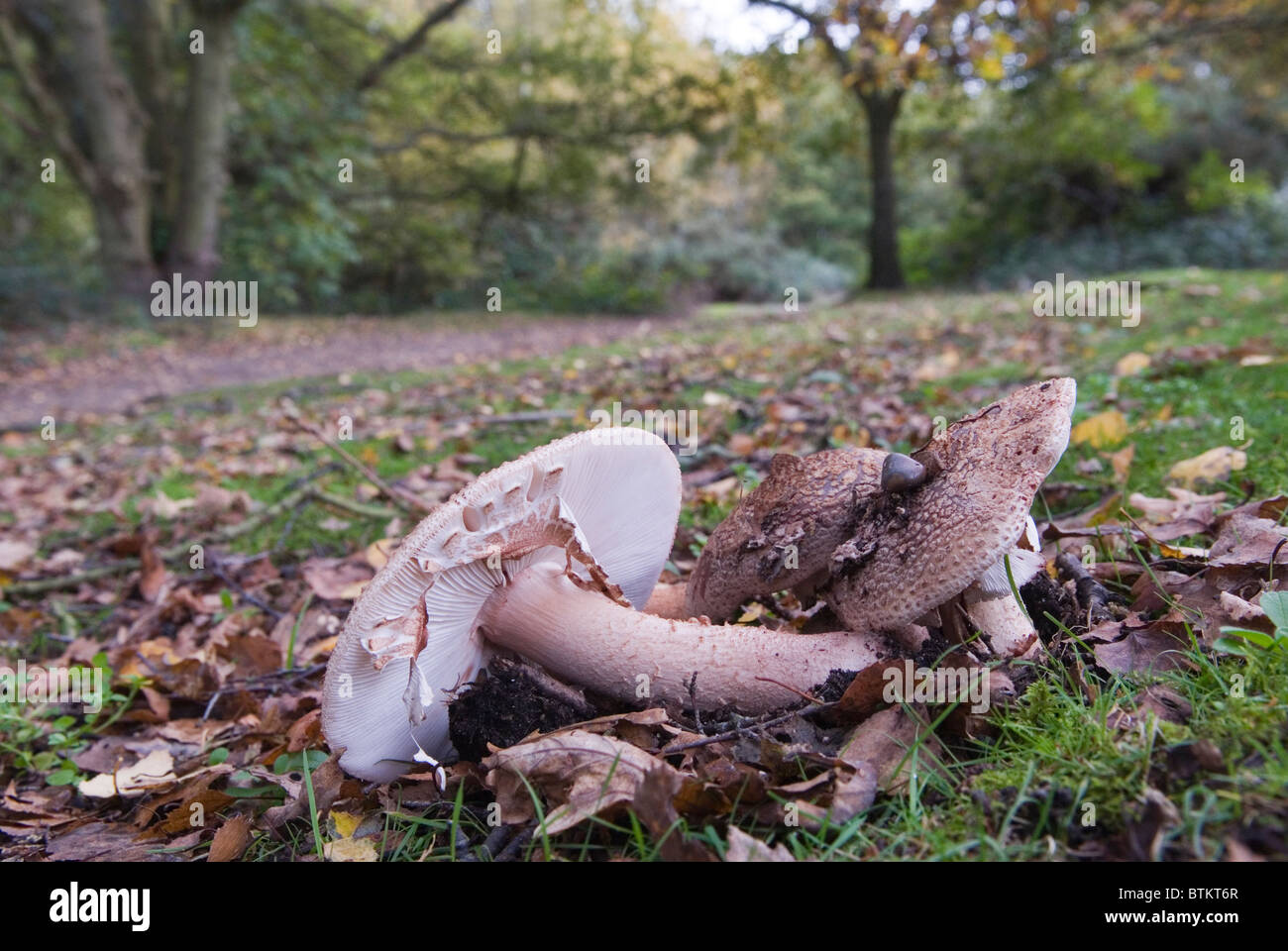 Sonnenschirmpilze. Macrolepiota Procer ist ein Basidiomyzetenpilz, der in einem Vorort in London vorkommt. Stockfoto