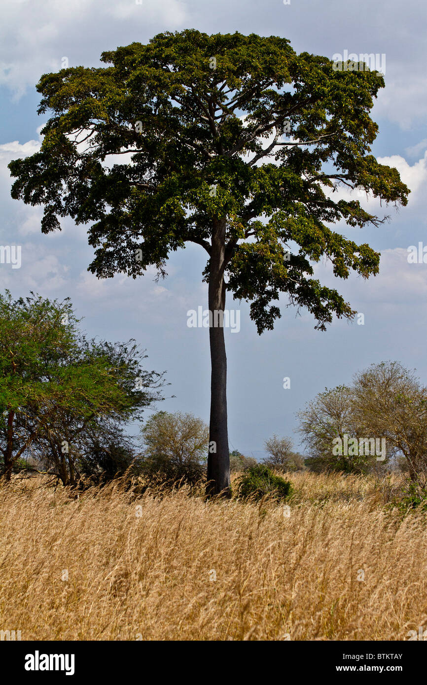 Baum im Ngorongoro Nationalpark, Tansania Stockfoto