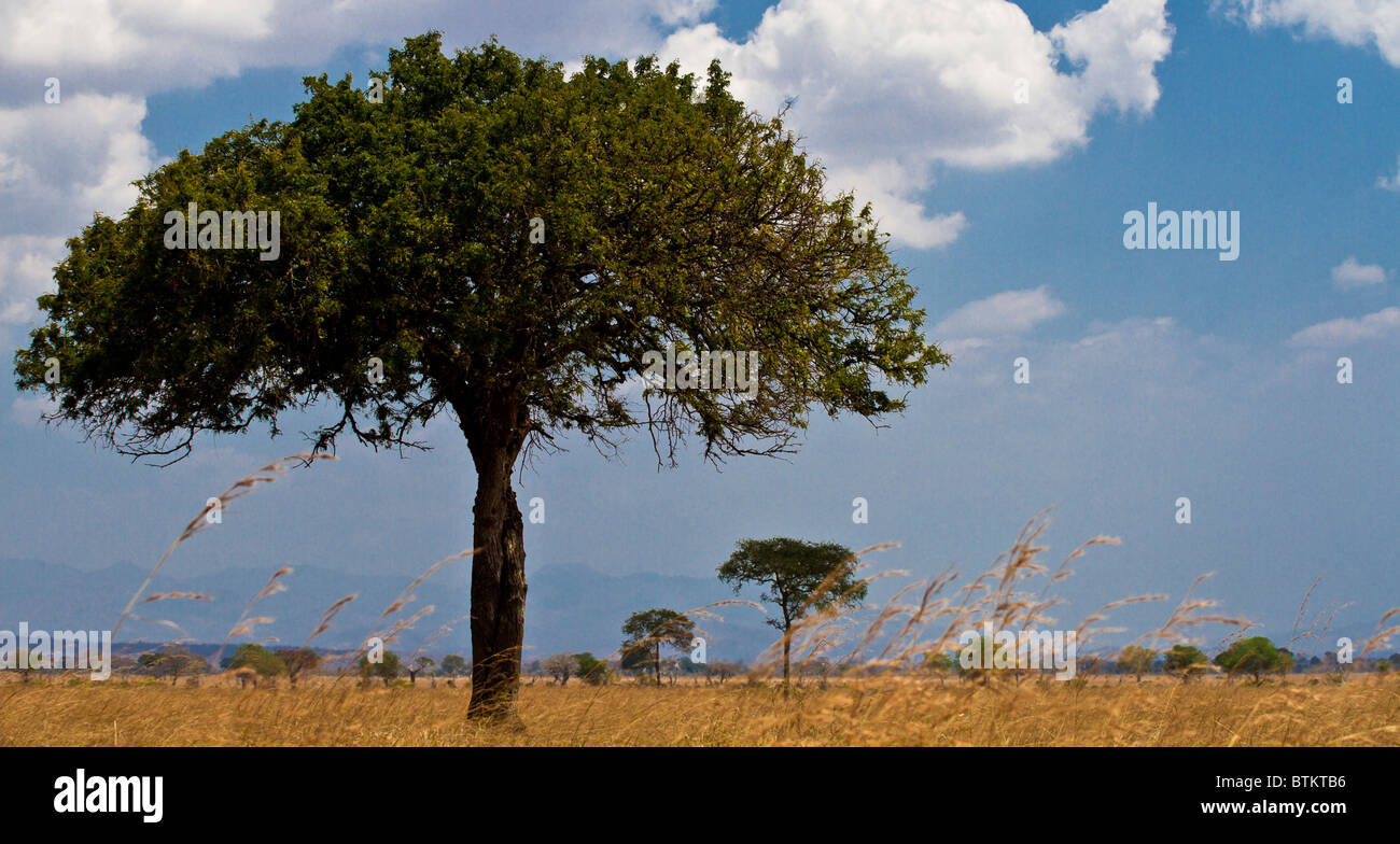Baum im Ngorongoro Nationalpark Tanzani Stockfoto