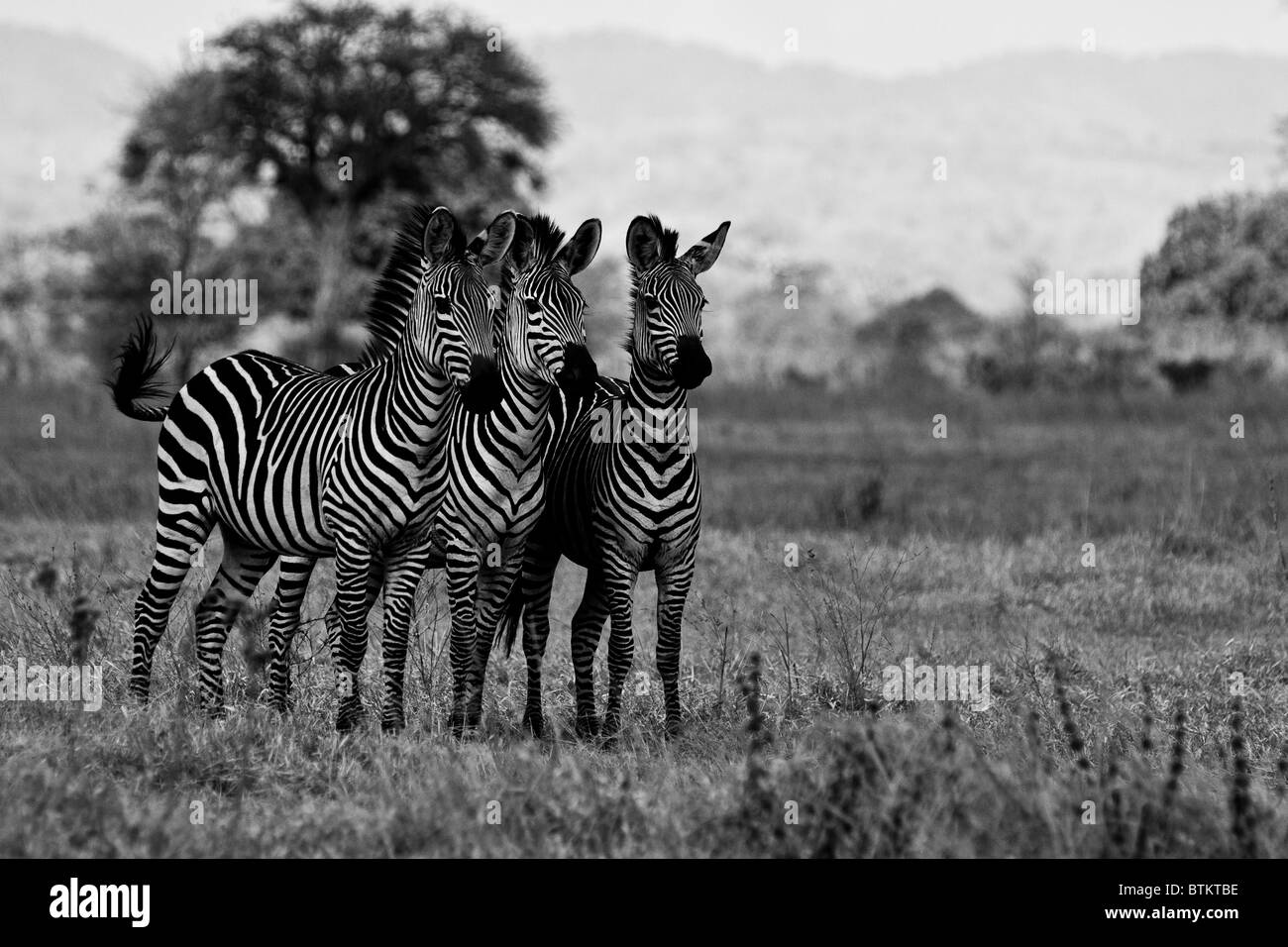 Drei Zebras im Chobe Nationalpark, Botswana. Stockfoto