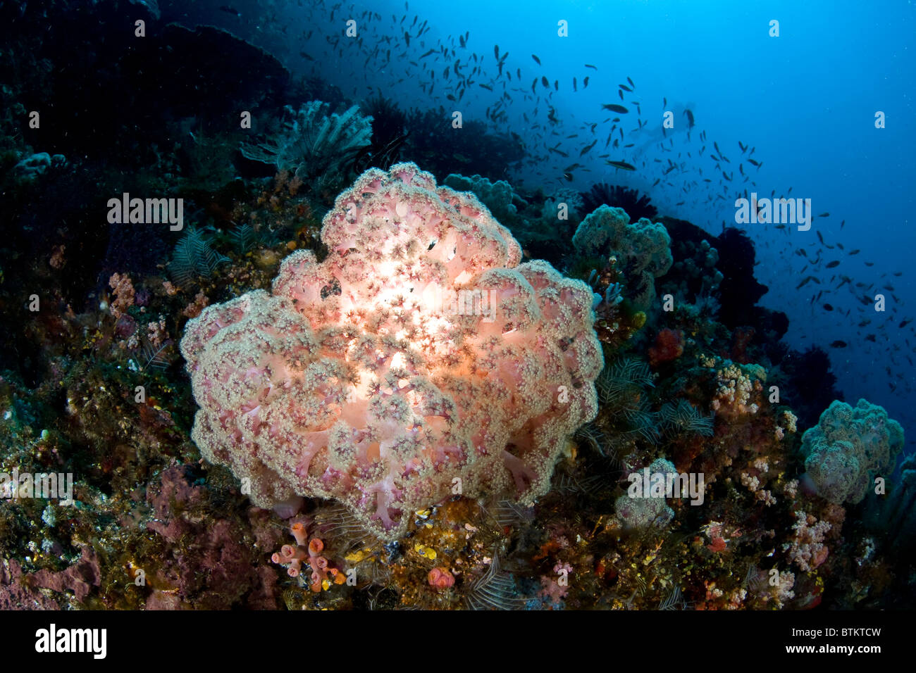 Eine weiche korallene Kolonie Dendronephthya SP., wächst auf einer gesunden Korallenriff in der Nähe von Komodo Insel in Indonesien. Stockfoto