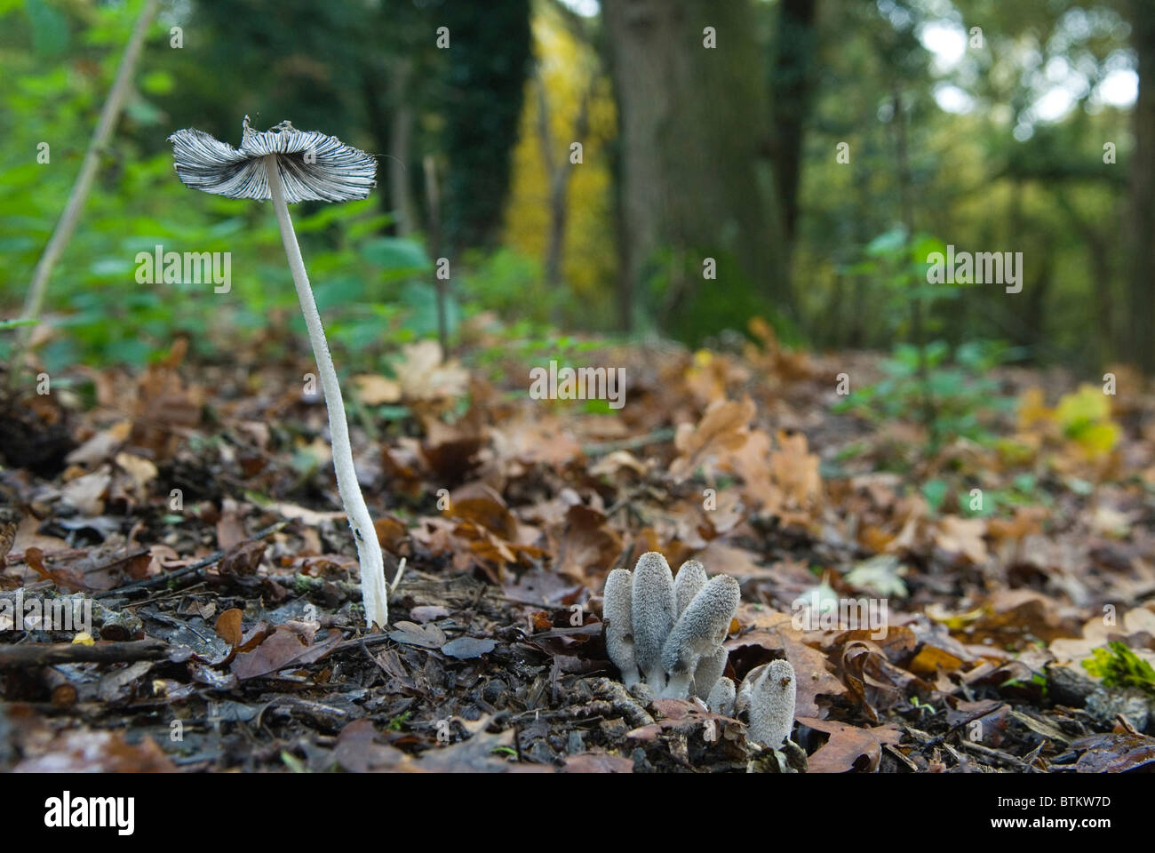 Waldpilze UK Reife Hasen Fuß Inkcap ( Coprinopsis lagopus ) und unreife kommen durch. Wimbledon Common ein Vorstadtwald. Wimbledon, London, England 4. November 2010 2010S HOMER SYKES Stockfoto