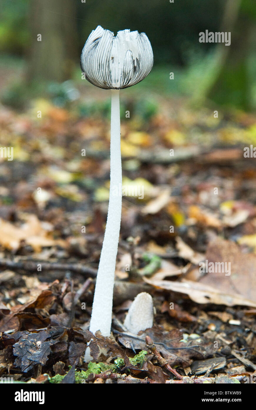 Reifen Hasen Fuß Inkcap (Coprinopsis lagopus) Waldpilze UK. Wimbledon Common ein Vorstadtwald. Die Tulpenform ist aufgrund der Witterungsbedingungen ungewöhnlich. Wimbledon, London, England 4. November 2010 2010S HOMER SYKES Stockfoto