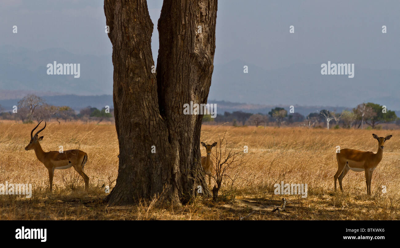 Impalas unter Baum im Ngorongoro Nationalpark, Tansania Stockfoto
