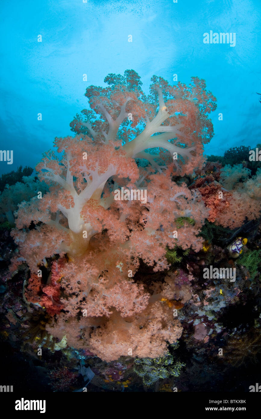 Eine riesige weiche korallene Kolonie, Dendronephthya SP., bläst auf einem indonesischen Riff um Plankton zu fangen. Stockfoto