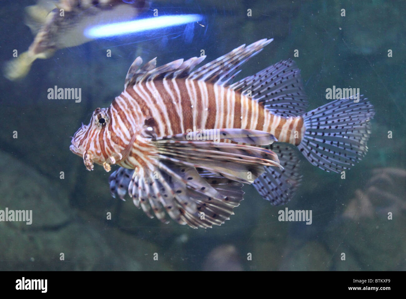 Red Lion Fish / Pterois Volitans Stockfoto