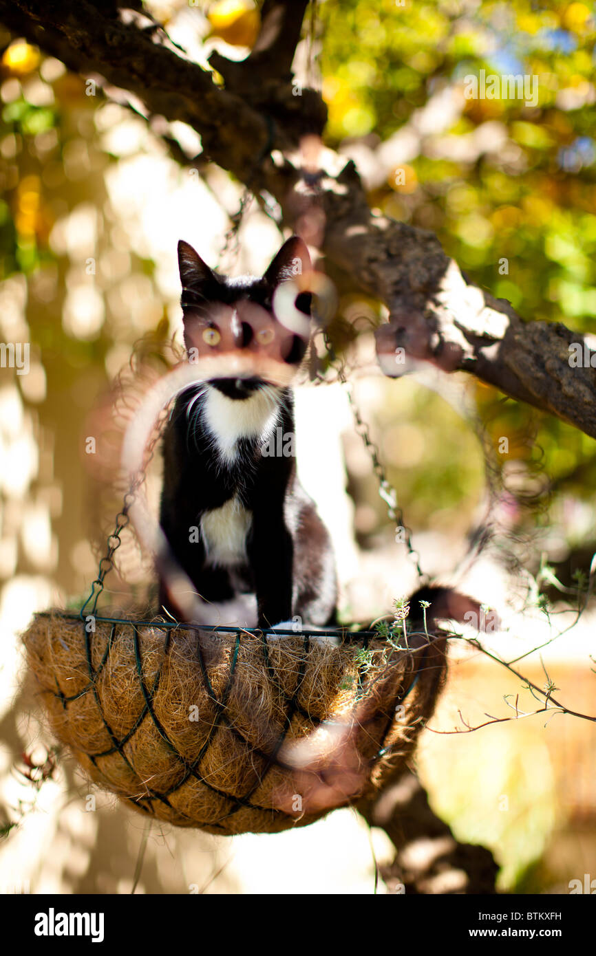 Hinterhältige Katze Stockfoto