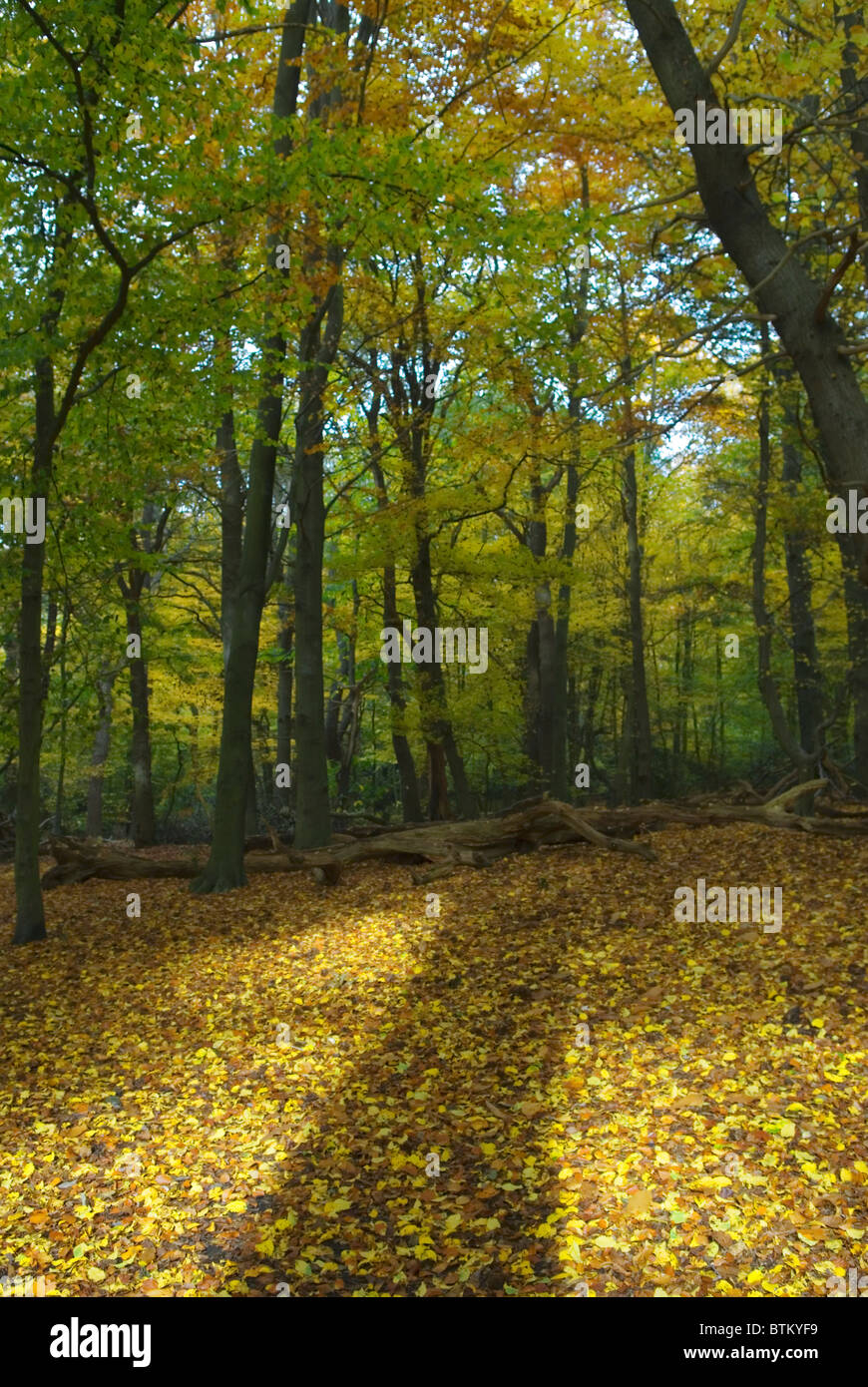 Herbstboden ein gelber Teppich aus Blättern im Wald. Wimbledon Common Vorort London UK 2010 HOMER SYKES Stockfoto