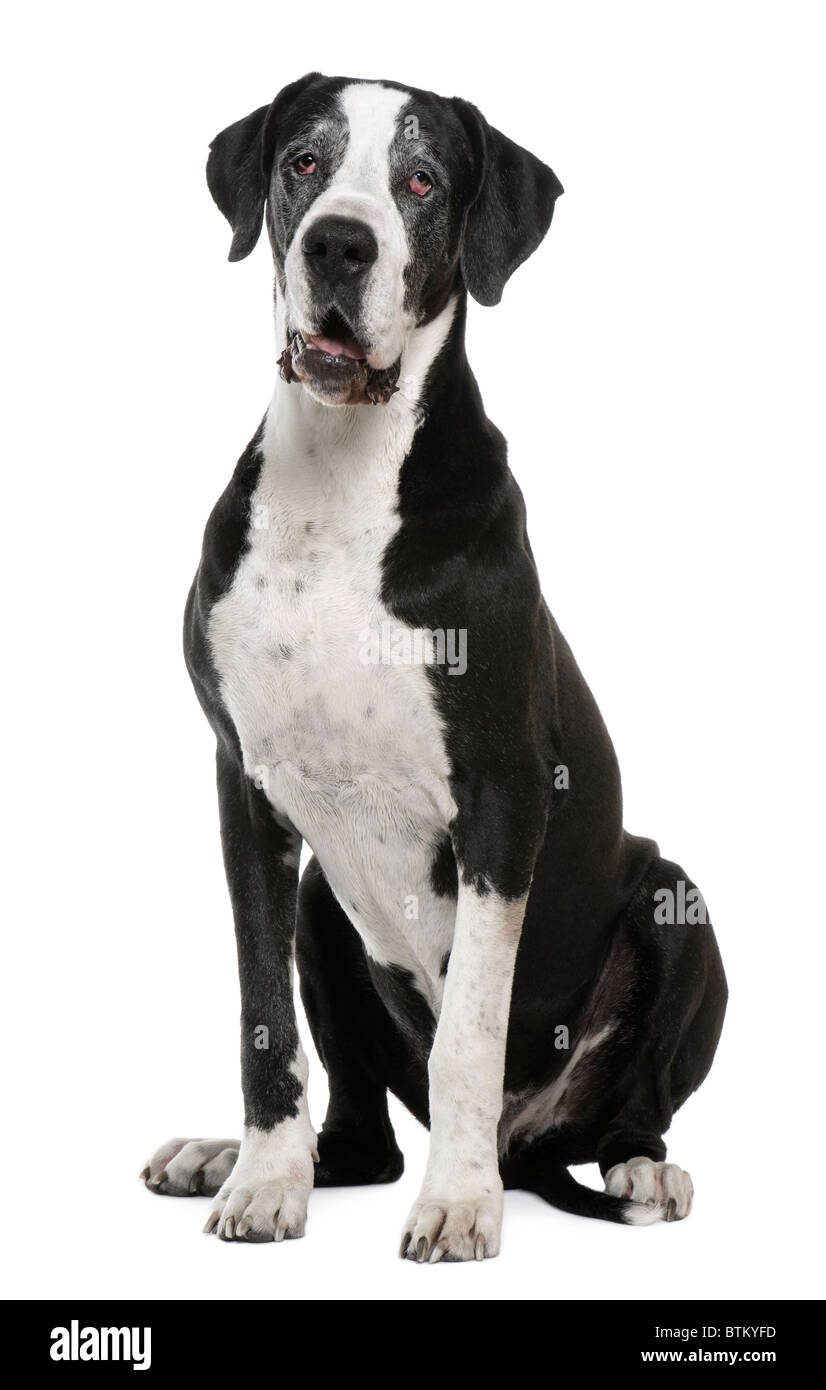 Deutsche Dogge, 7 Jahre alt, sitzt vor weißem Hintergrund Stockfoto