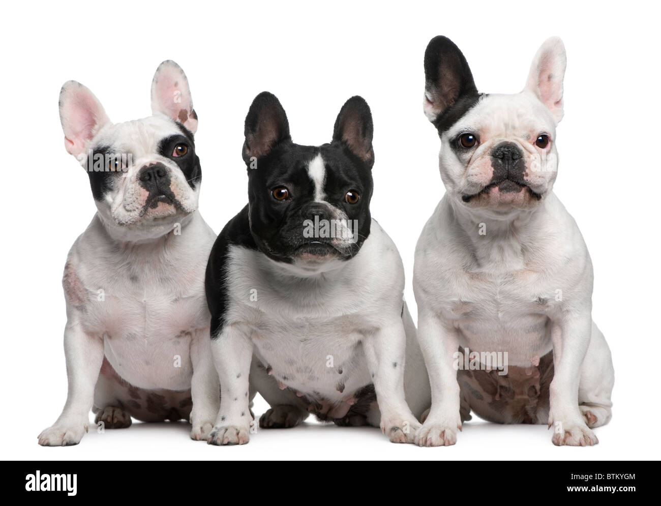 Gruppe von französischen Bulldoggen sitzen vor weißem Hintergrund Stockfoto
