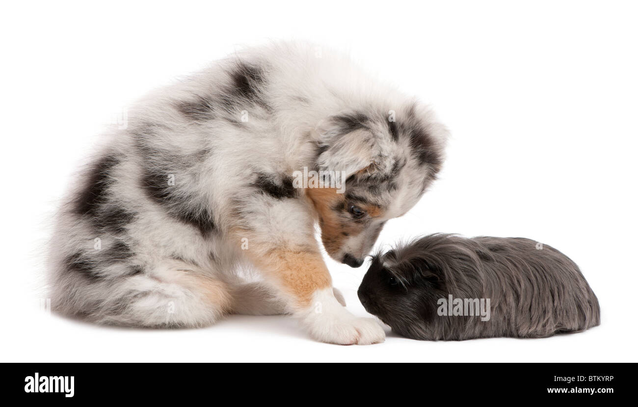 Australian Shepherd Welpen spielen mit peruanischen Meerschweinchen, Cavia Porcellus, sitzen vor weißem Hintergrund Stockfoto