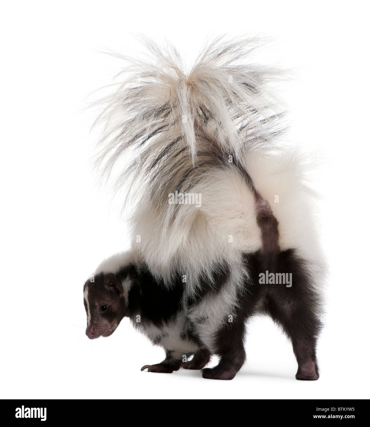 Striped Skunk, Mephitis Mephitis, 5 Jahre alt, steht man vor weißem Hintergrund Stockfoto