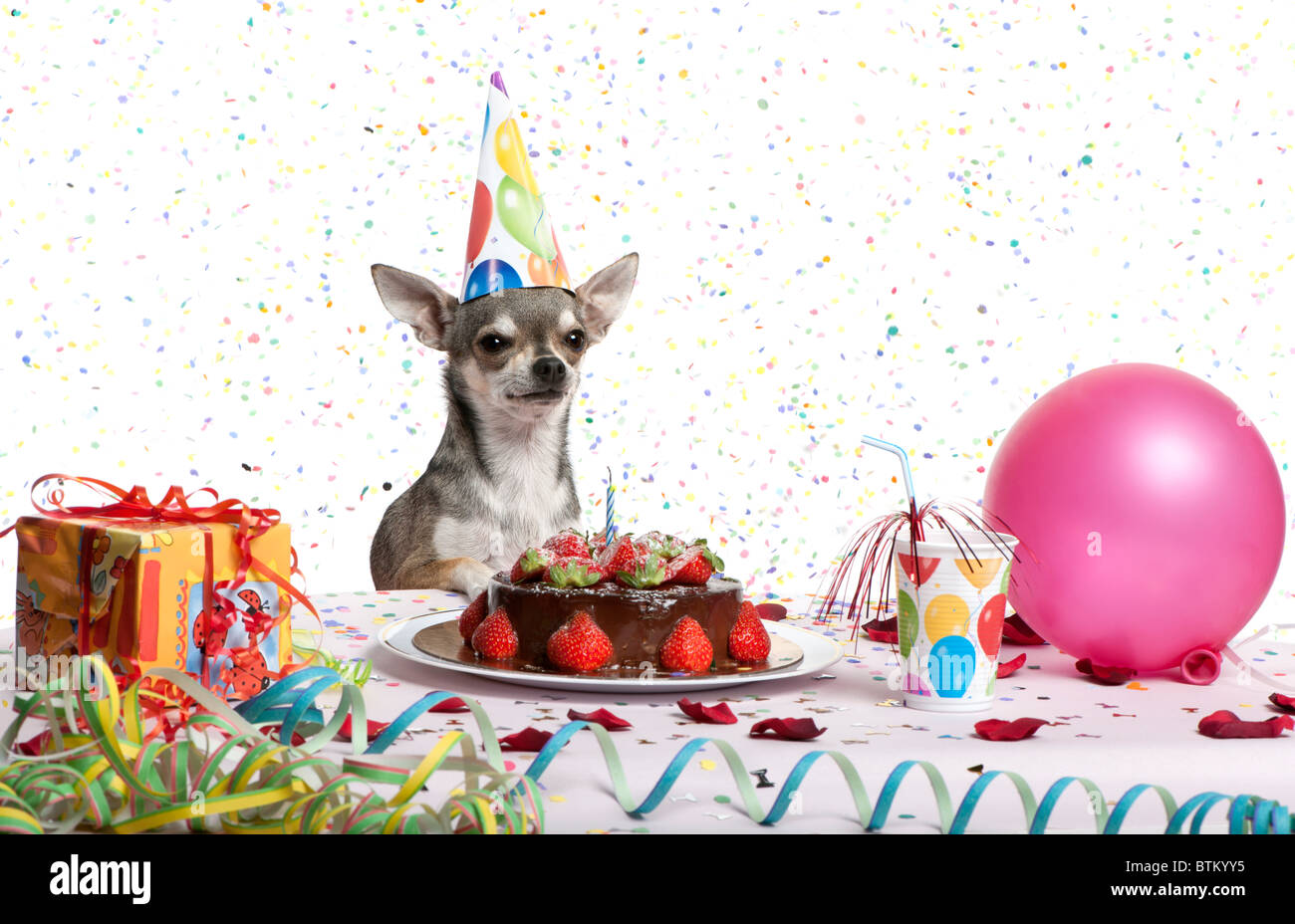 Chihuahua an Tisch Geburtstag Hut trägt und mit Blick auf Geburtstagskuchen vor weißem Hintergrund Stockfoto