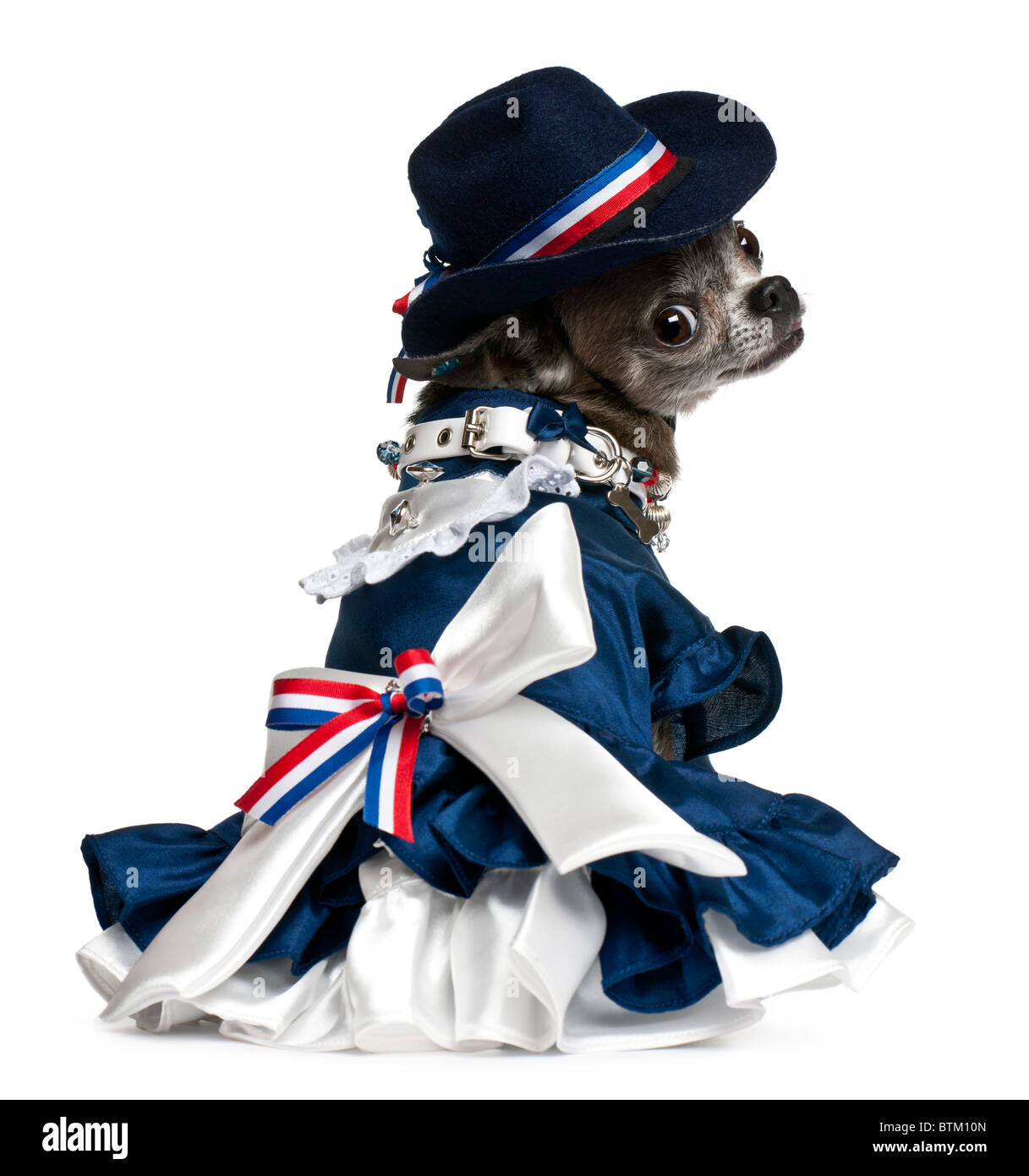 Chihuahua, 7 Jahre alt, verkleidet und sitzen vor weißem Hintergrund Stockfoto