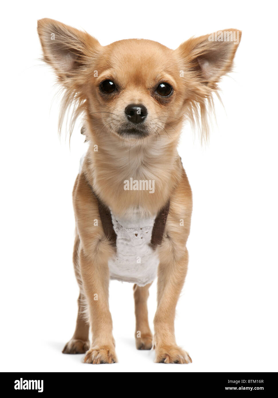 Chihuahua, 14 Monate alt, vor weißem Hintergrund Stockfoto