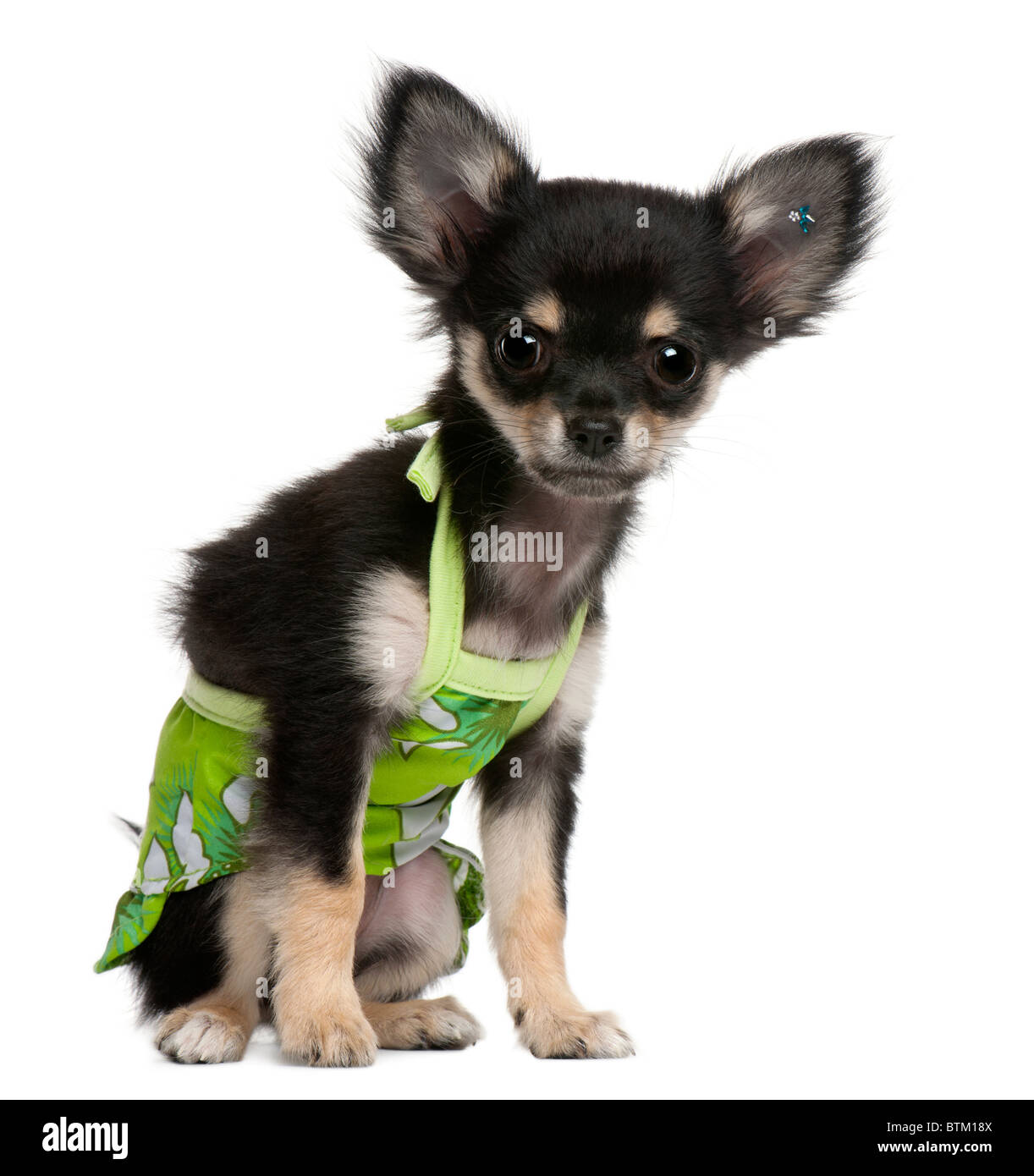 Chihuahua Welpen, 2 Monate alt, verkleidet und sitzen vor weißem Hintergrund Stockfoto