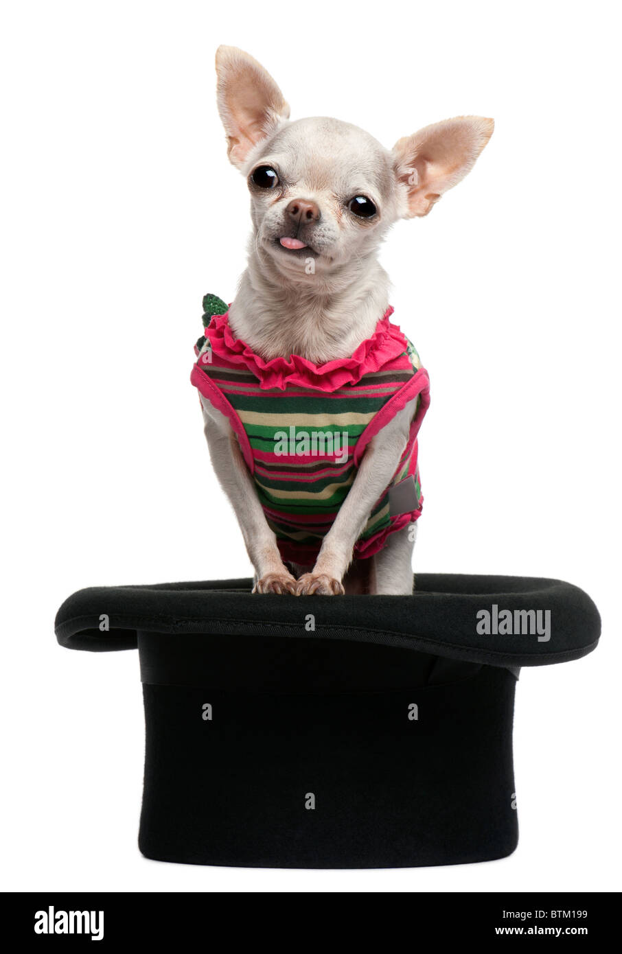 Chihuahua, 5 Jahre alt, verkleidet und sitzen im Zylinder vor weißem Hintergrund Stockfoto