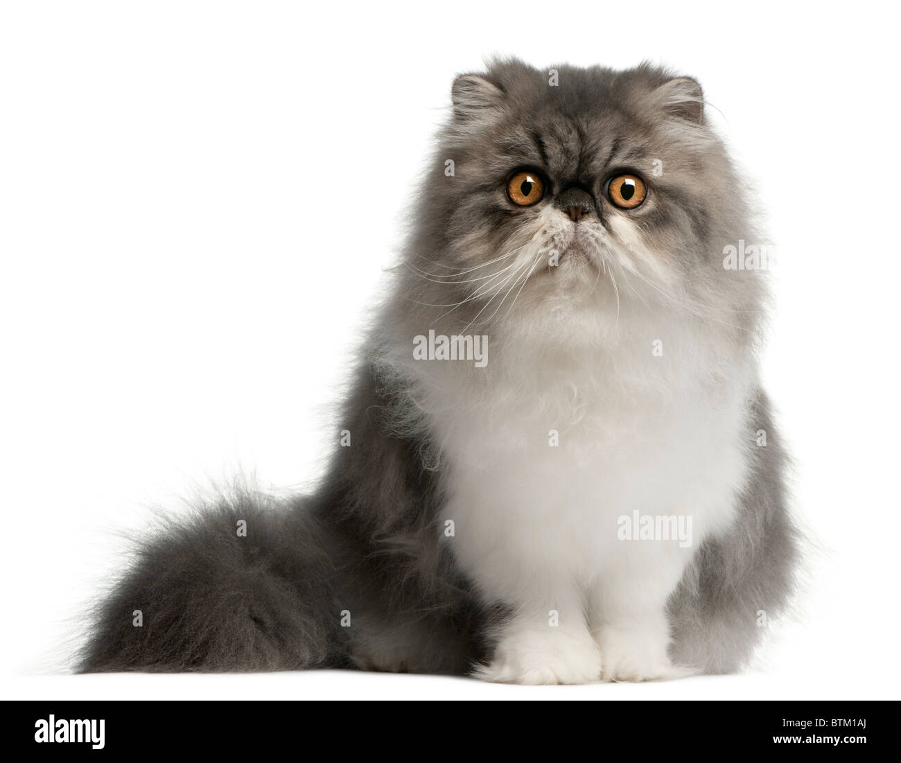 Perserkatze, 6 Monate alt, sitzt vor weißem Hintergrund Stockfoto